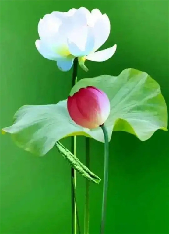 十四主星化忌，最直接的刑克是什么？